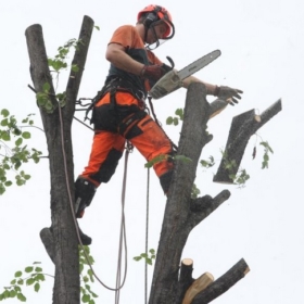Felling of trees on the Jarov campus